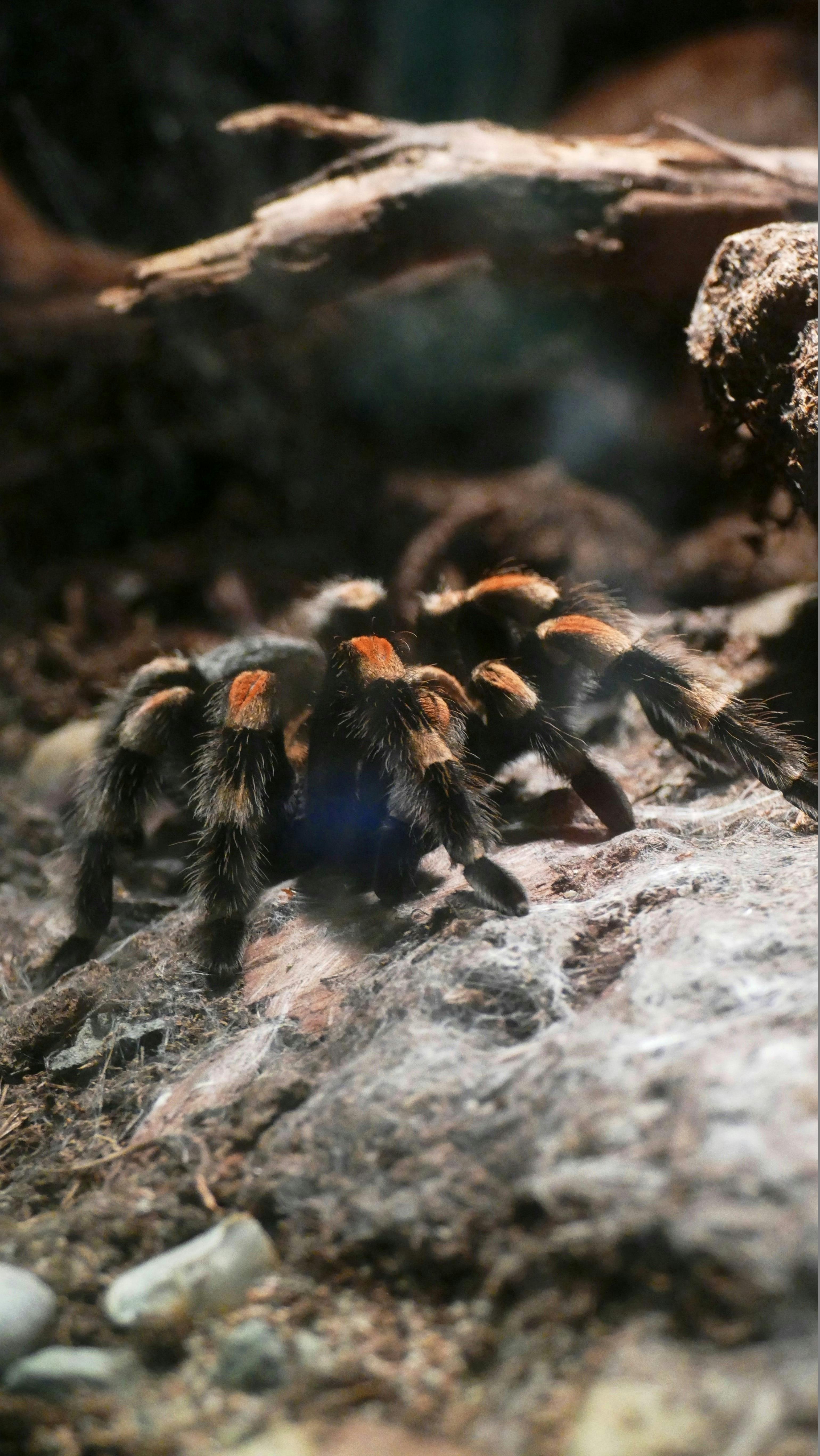 Tarántula de Rodillas Rojas